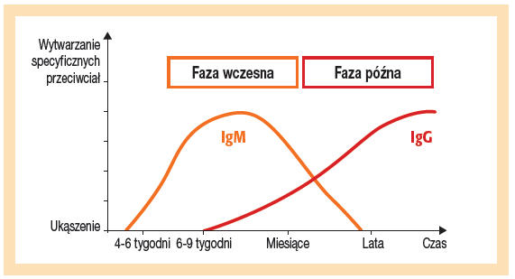 Diagnostyka boreliozy:  odpowiedz serologiczna organizmu- różnica w przeciwciałach IgM i IgG